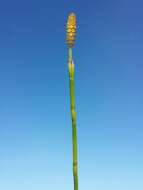 Image of Marsh Horsetail