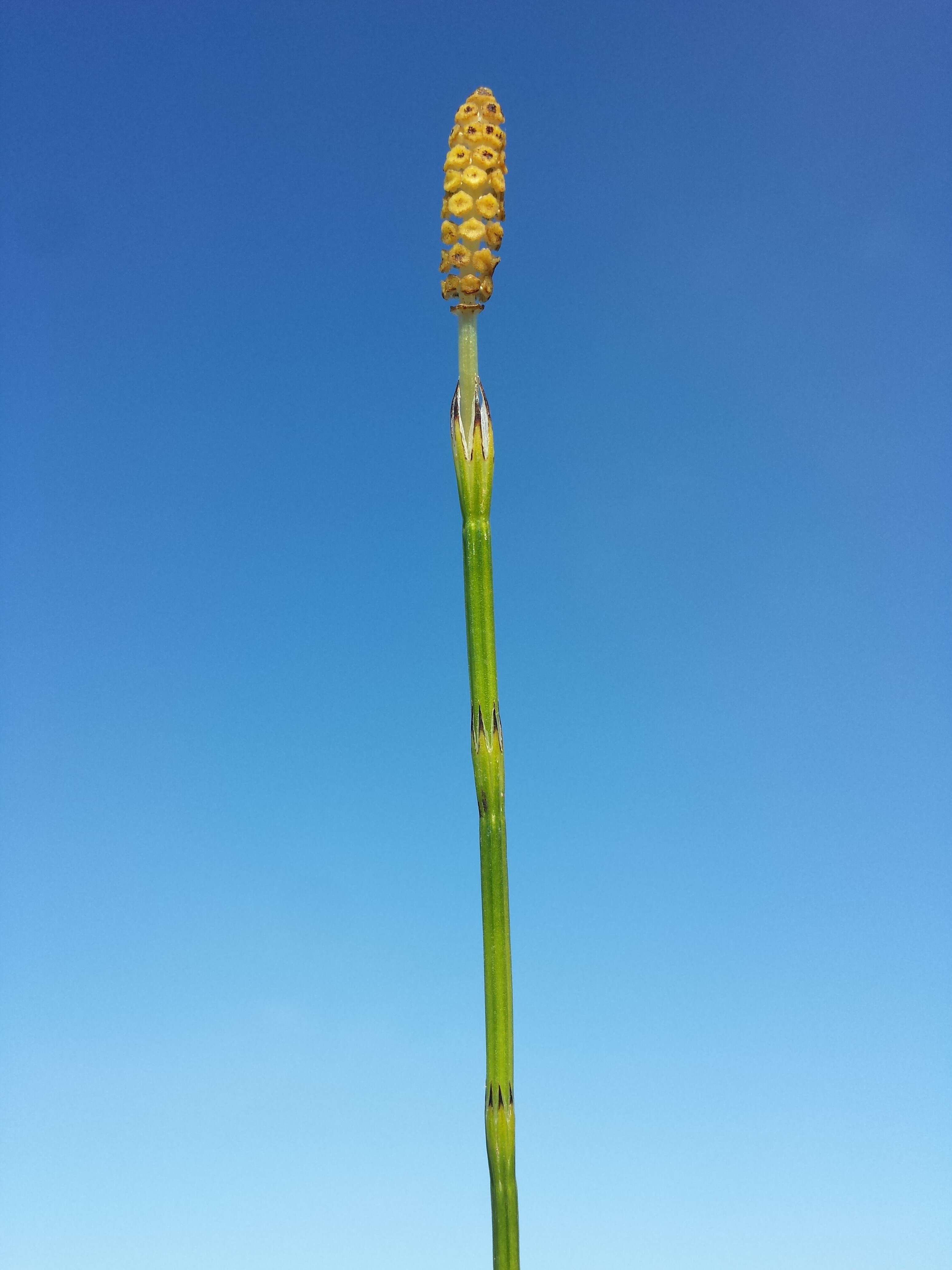 Image of Marsh Horsetail