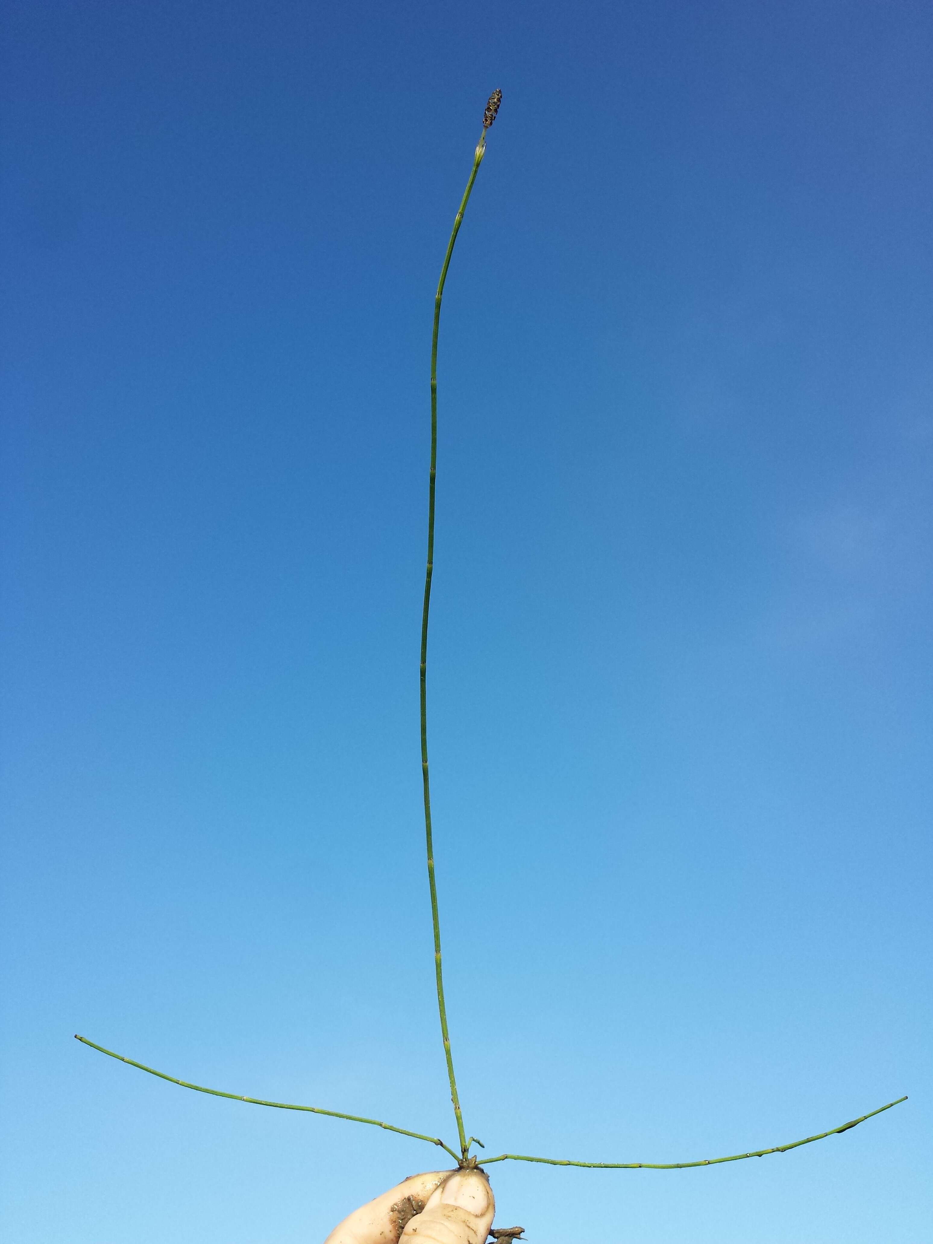 Image of Marsh Horsetail