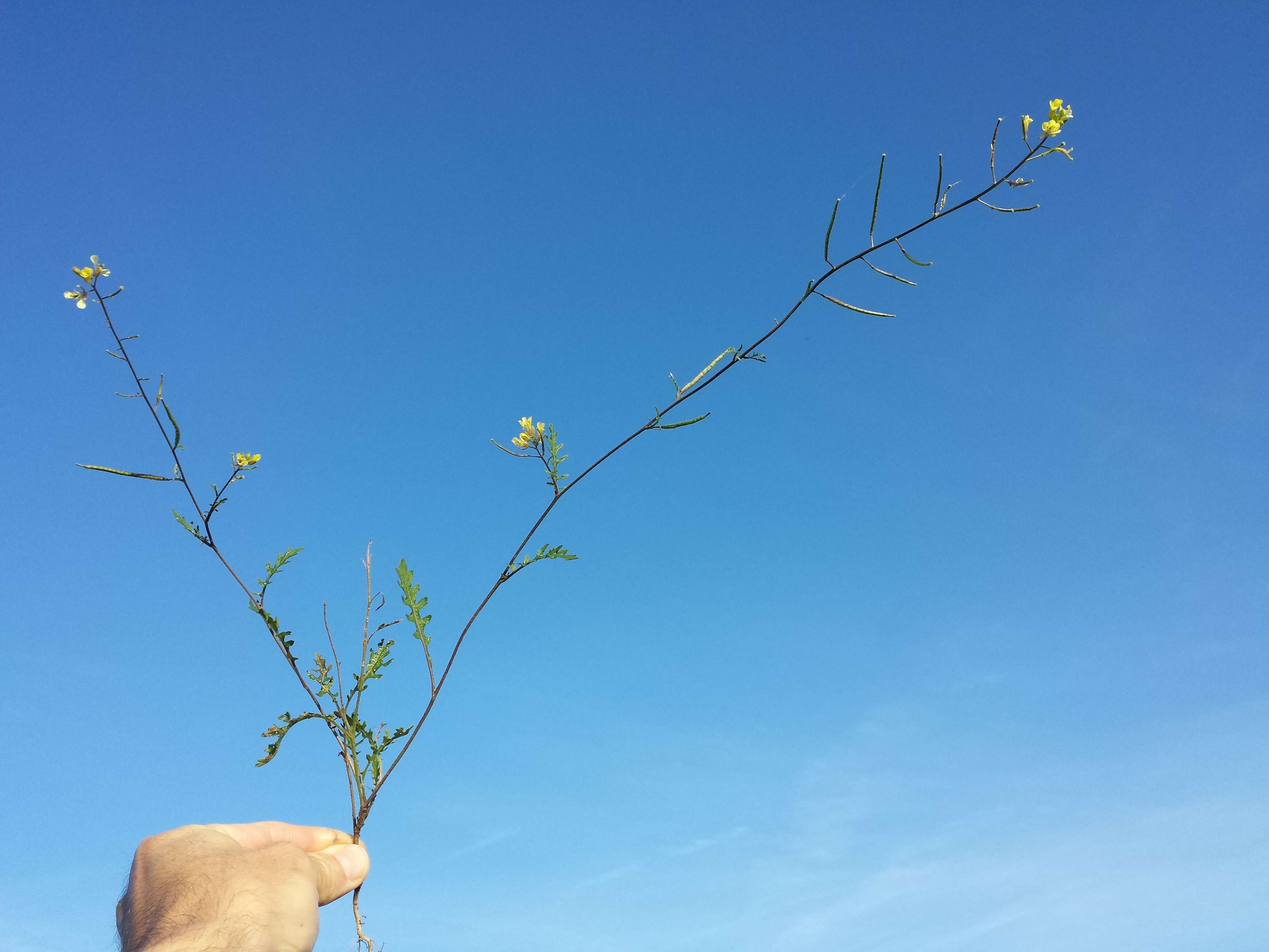 Image of common dogmustard