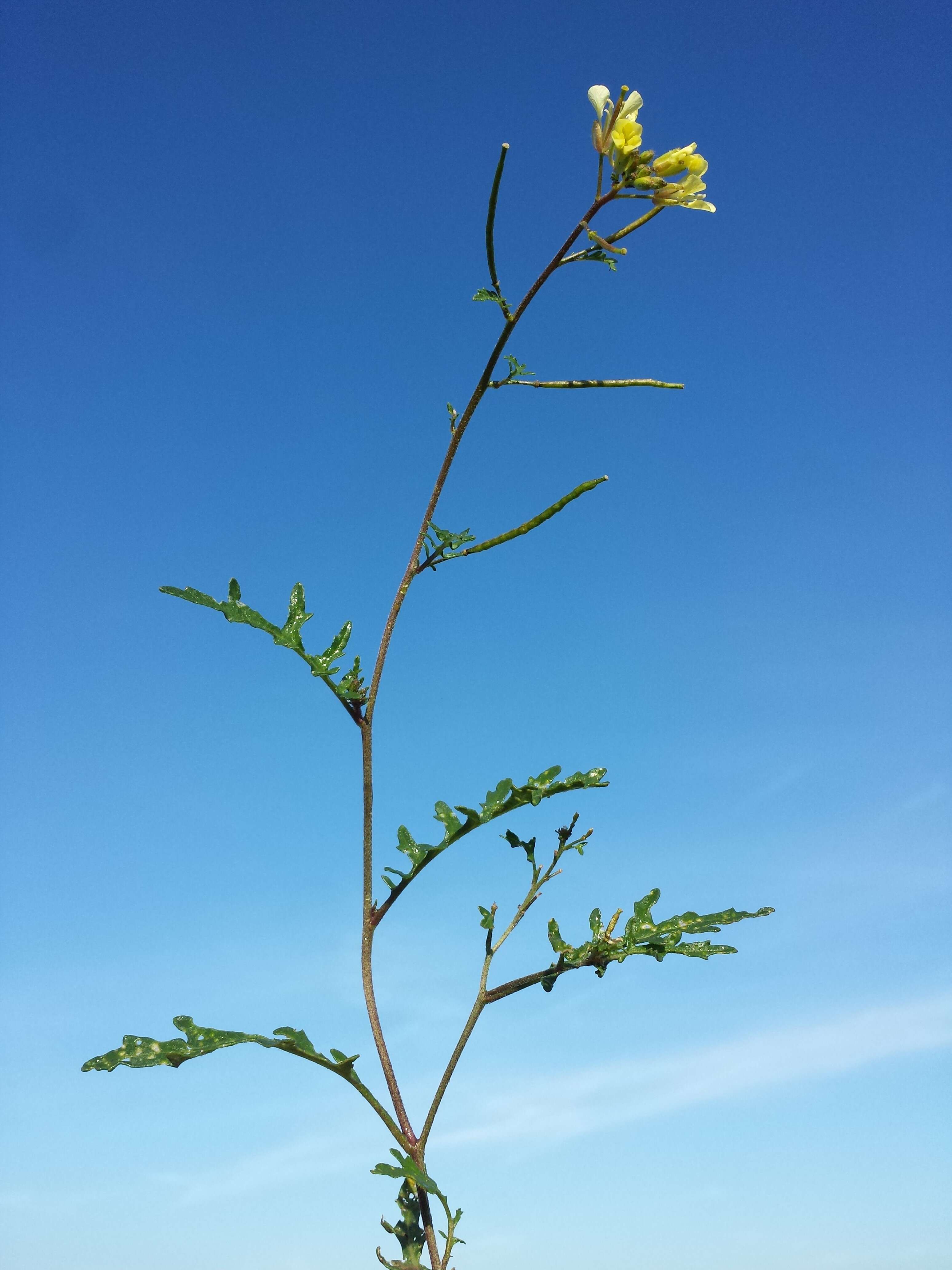 Image of common dogmustard