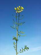 Image of common dogmustard