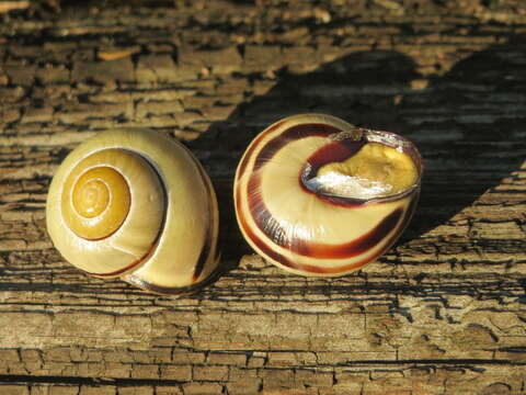 Image of Brown Lipped Snail