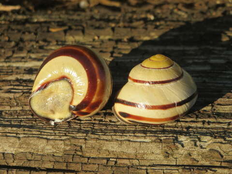 Image of Brown Lipped Snail