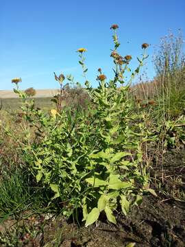 Image of common fleabane