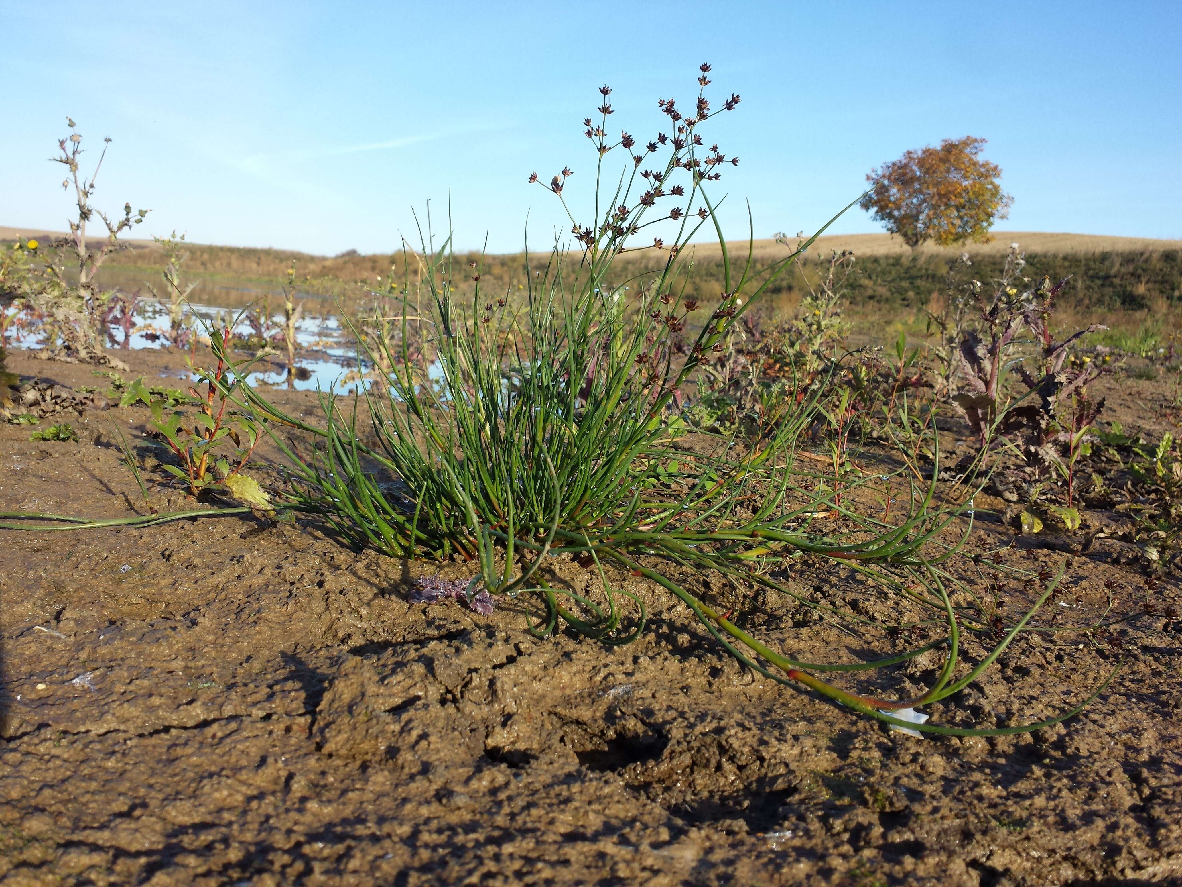 Juncus articulatus L. resmi