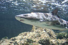Image of Leopard Shark