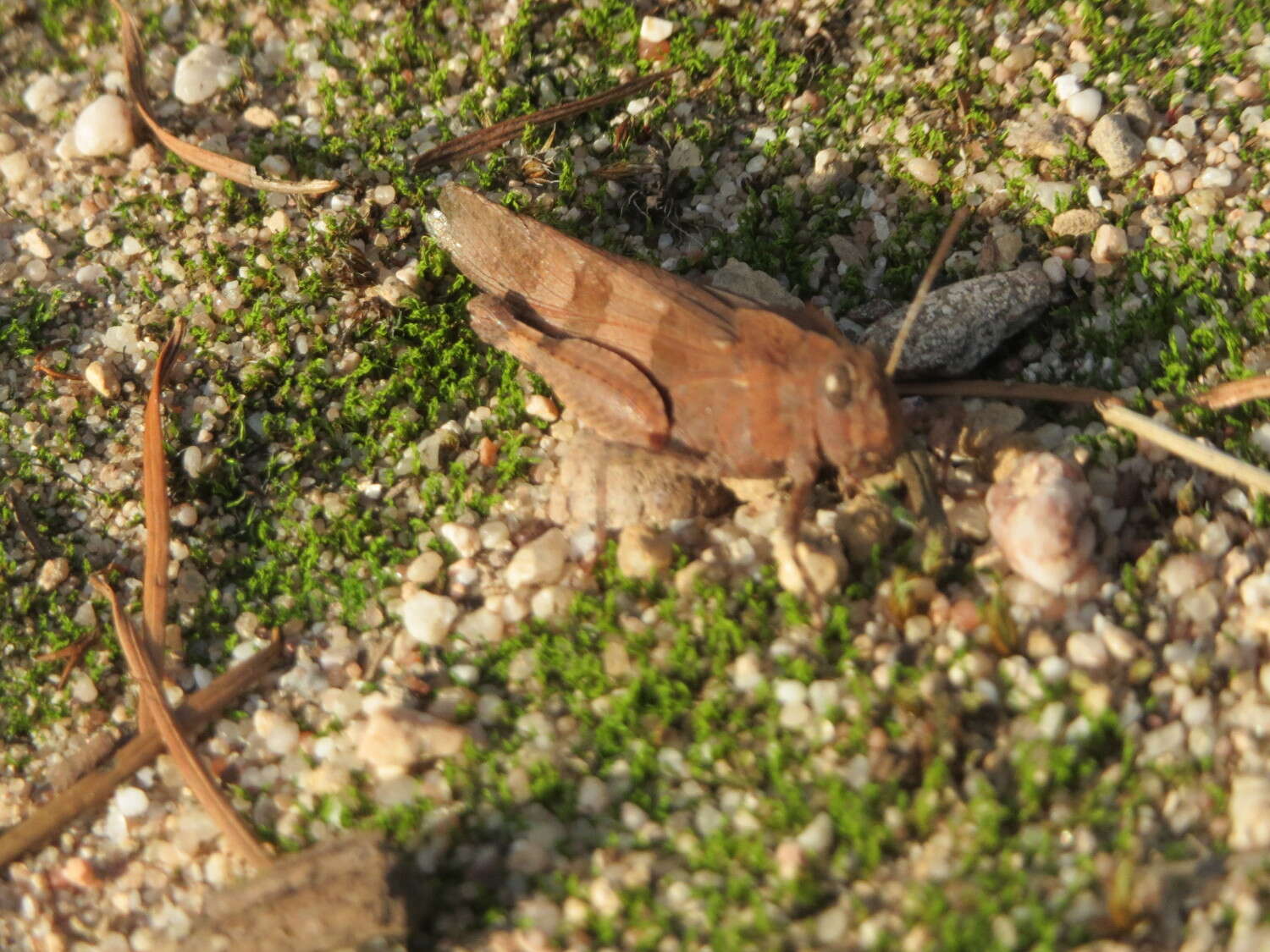 Image of blue-winged grasshopper