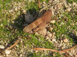 Image of blue-winged grasshopper