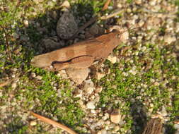 Image of blue-winged grasshopper