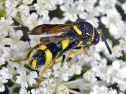 Image of Leucospis dorsigera Fabricius 1775