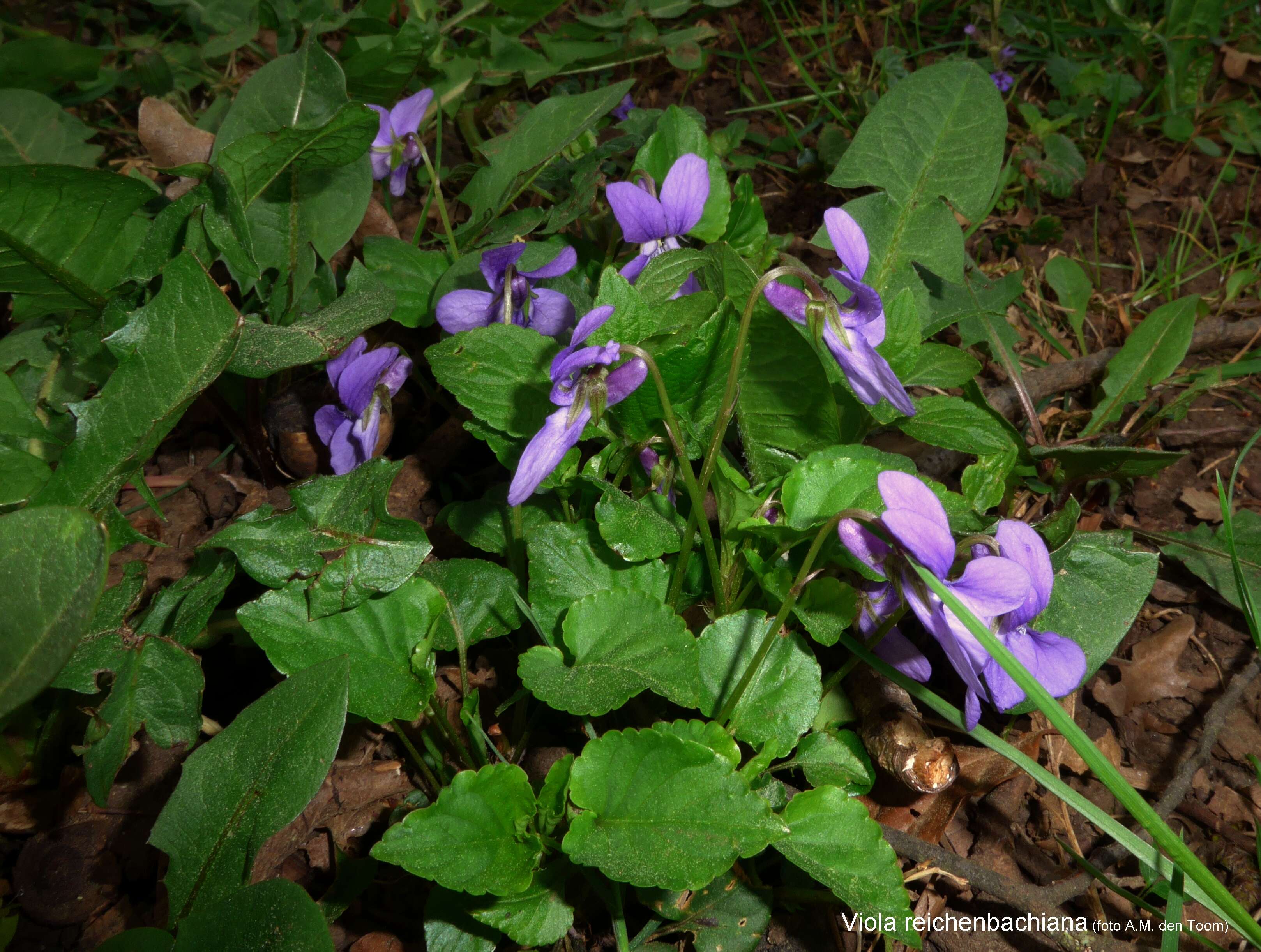 Image of early dog-violet