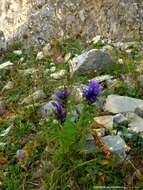 Image of Gentiana asclepiadea L.