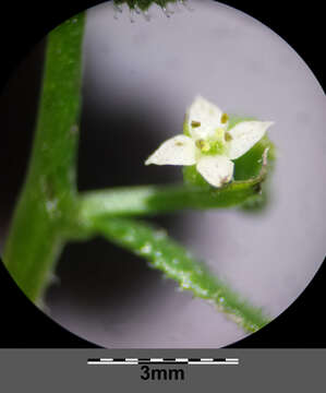 Plancia ëd Galium aparine L.