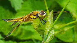 Image of Four-spotted Chaser