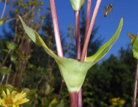 Silphium perfoliatum L. resmi