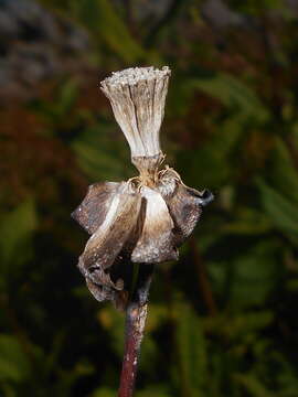 Silphium perfoliatum L. resmi