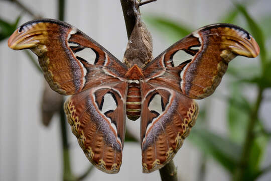 Image of atlas moth