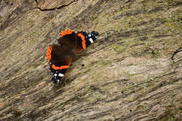 Image of Red Admiral