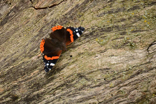 Imagem de Vanessa atalanta Linnaeus 1758