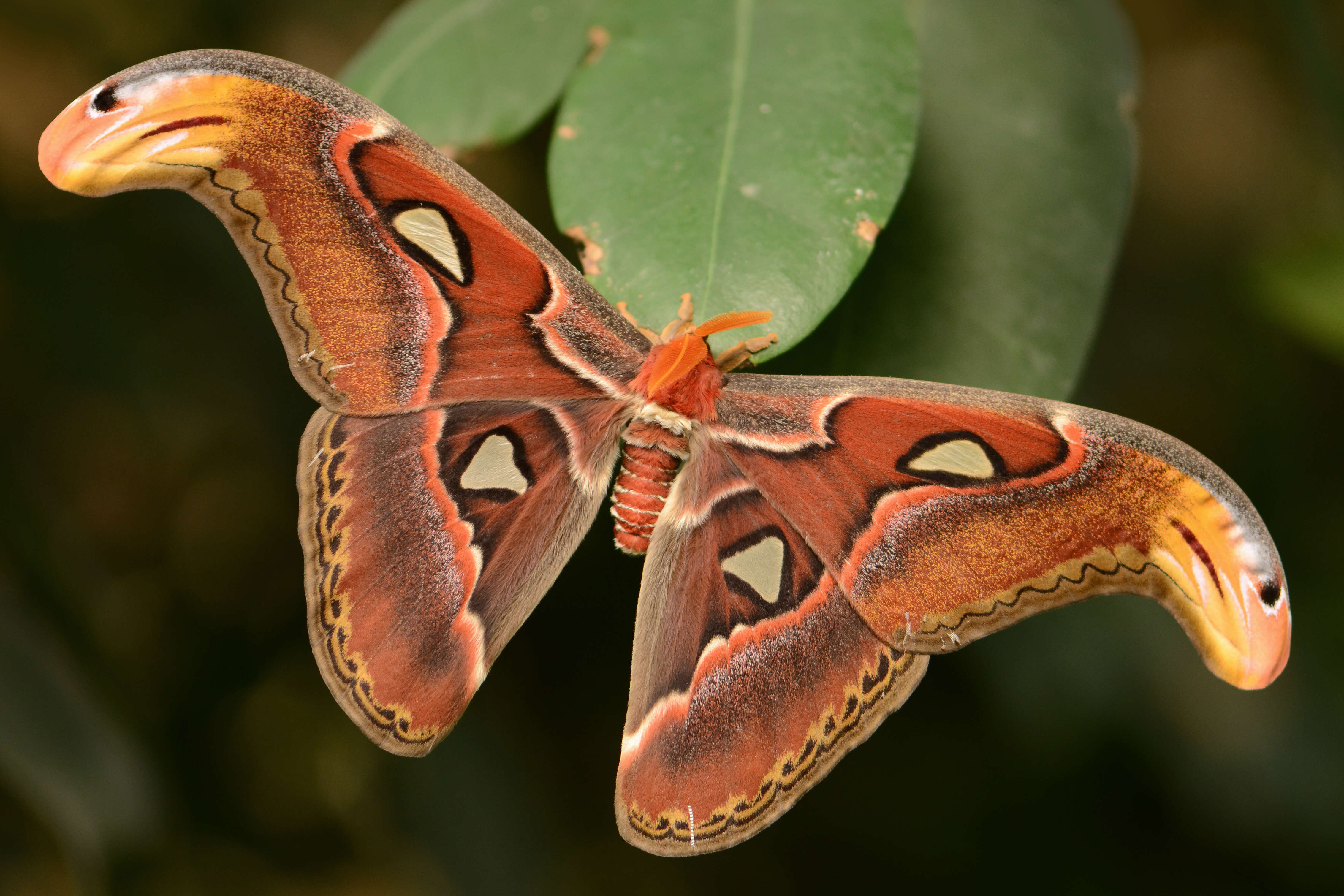 Image of atlas moth