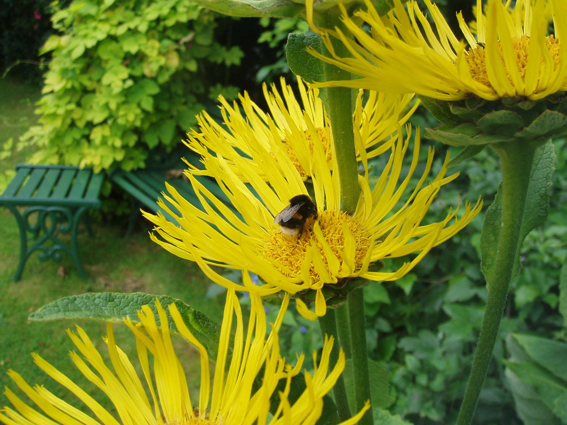 Imagem de Doronicum orientale Hoffm.