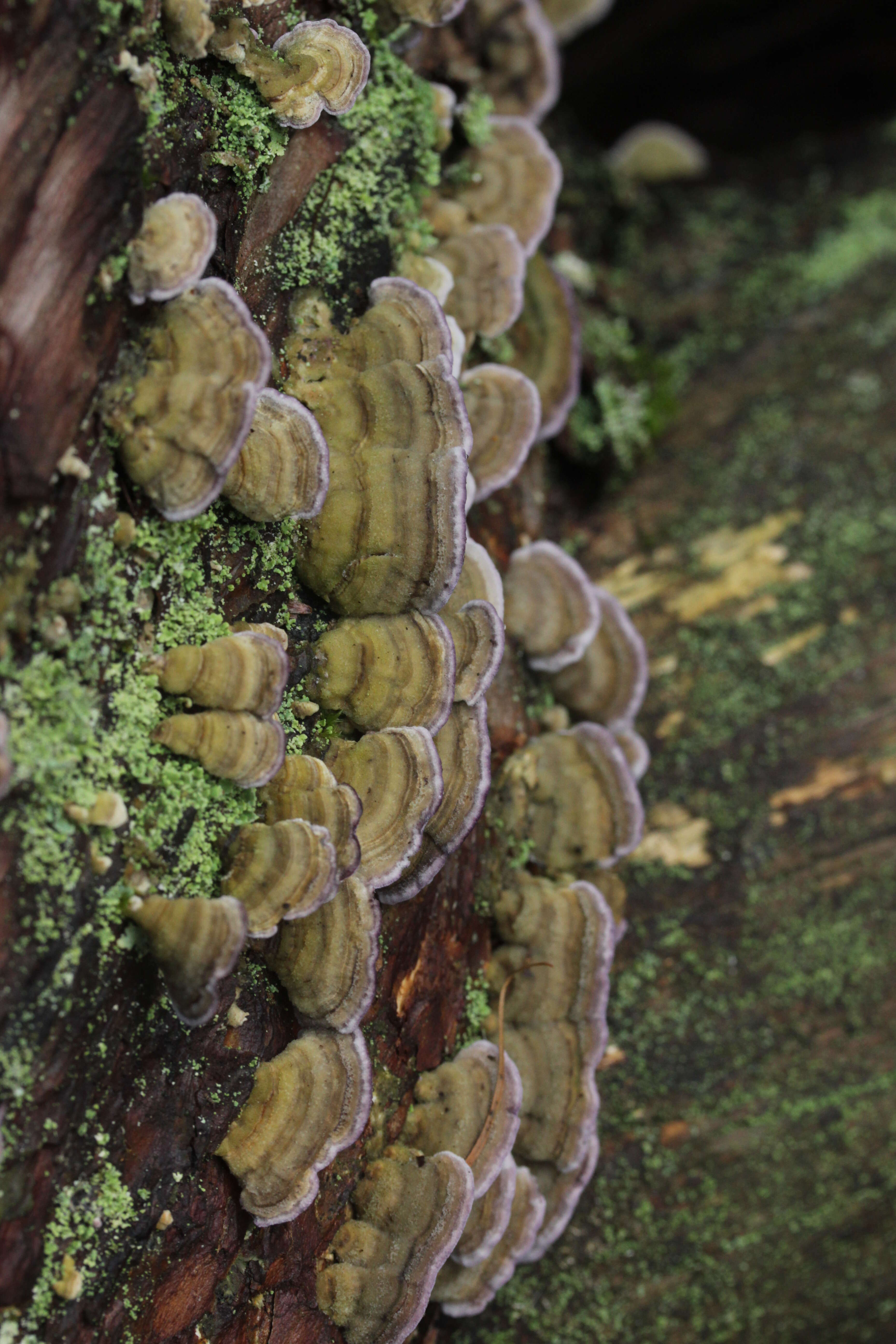 Image of Trichaptum abietinum (Dicks.) Ryvarden 1972