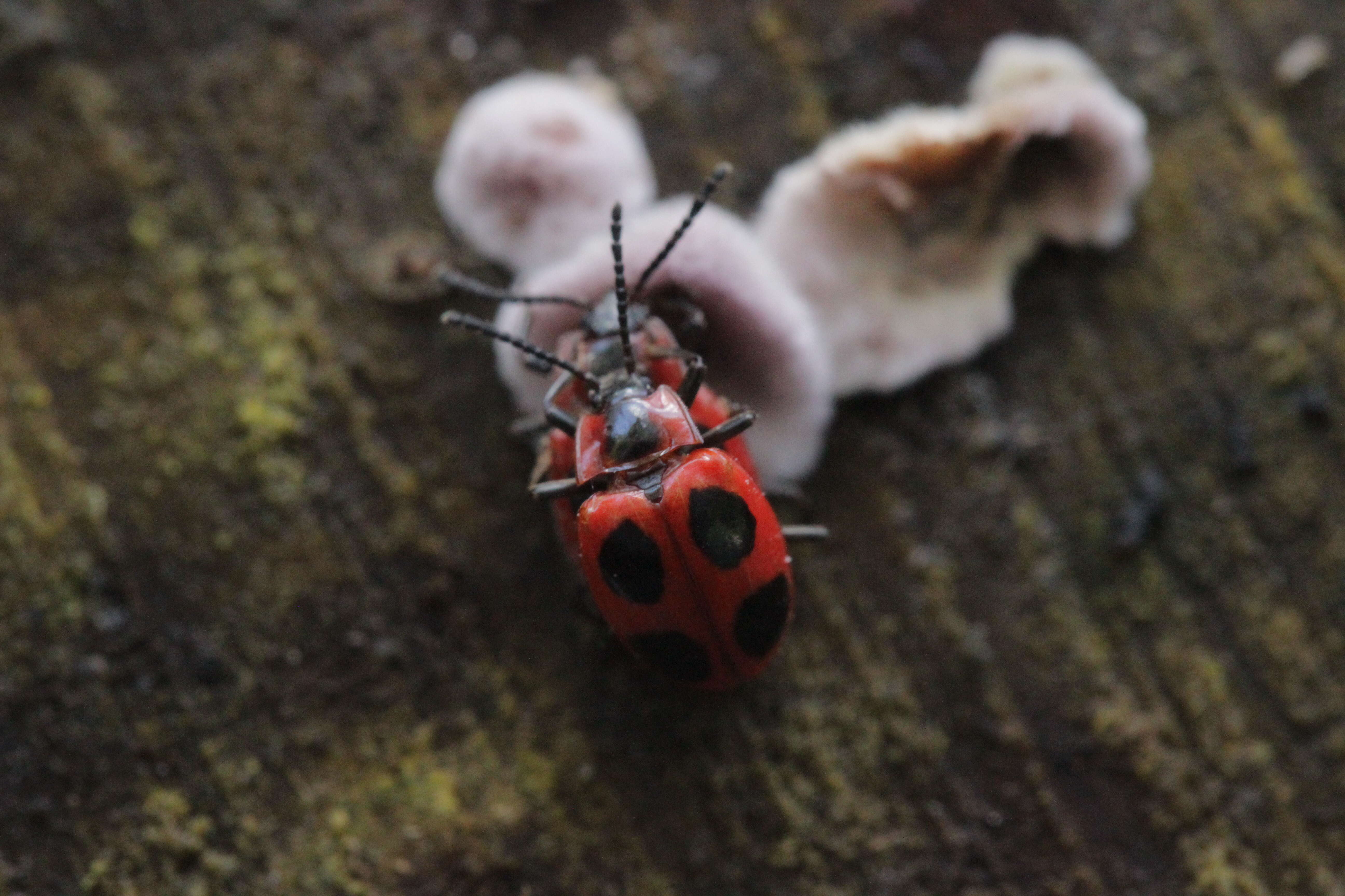 Image of Endomychus coccineus (Linnaeus 1758)