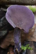 Image of Laccaria amethystina Cooke 1884