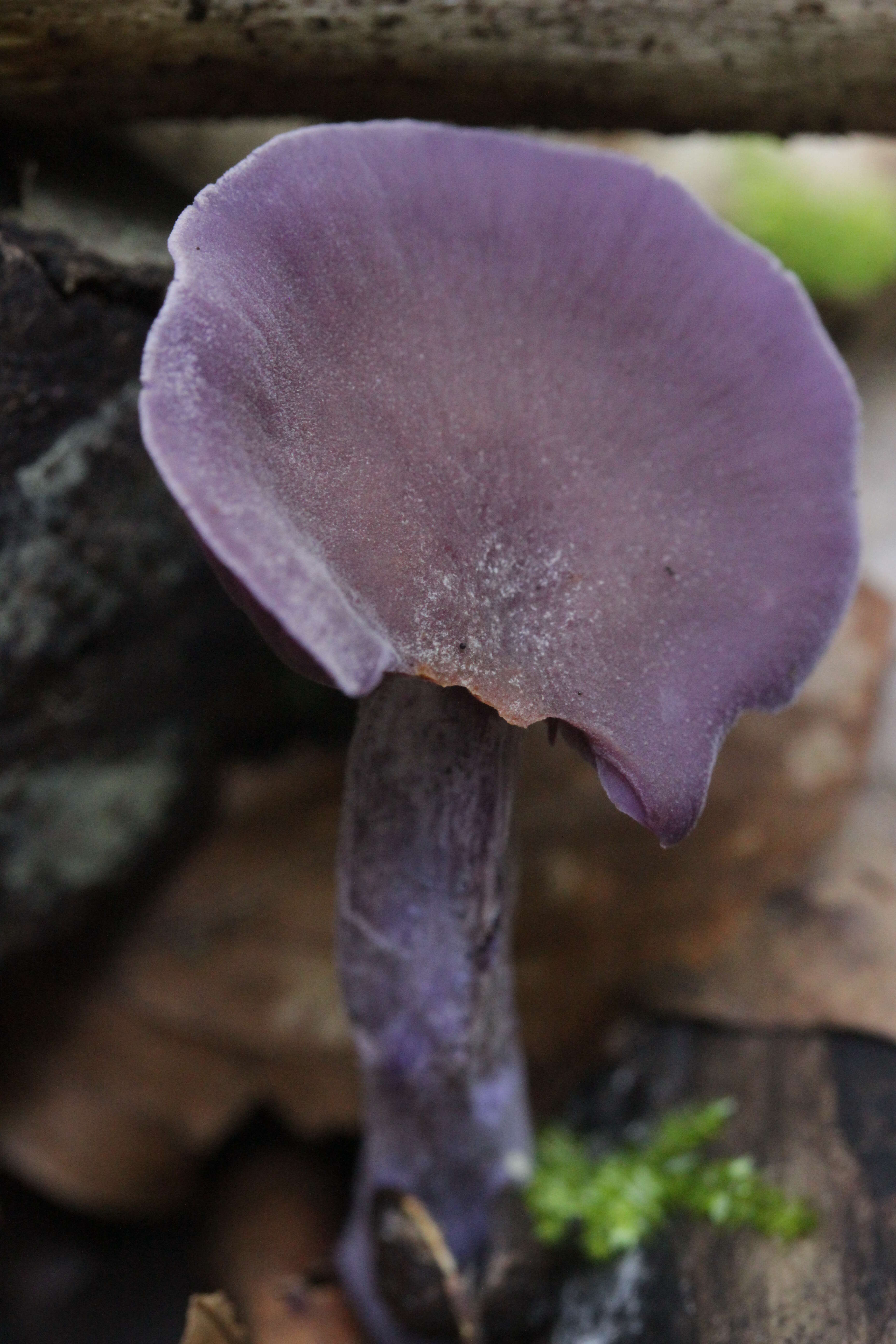 Image of Laccaria amethystina Cooke 1884