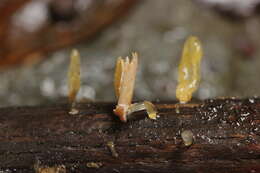 Image of Calocera