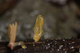 Image of Calocera