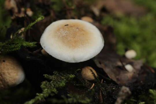 Image of Powdery Piggyback mushroom