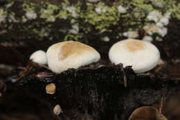 Image of Powdery Piggyback mushroom