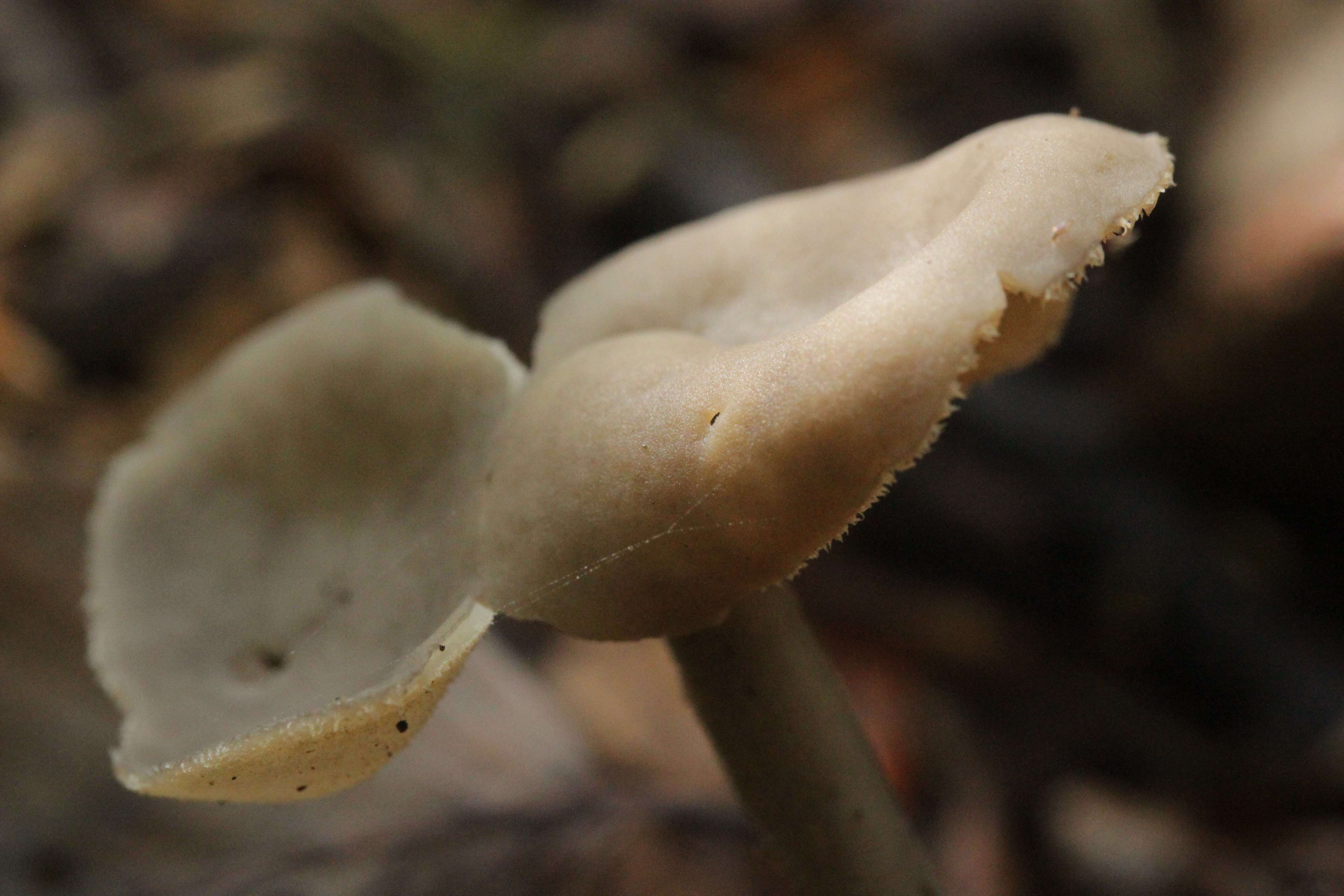 Imagem de Helvella macropus (Pers.) P. Karst. 1871