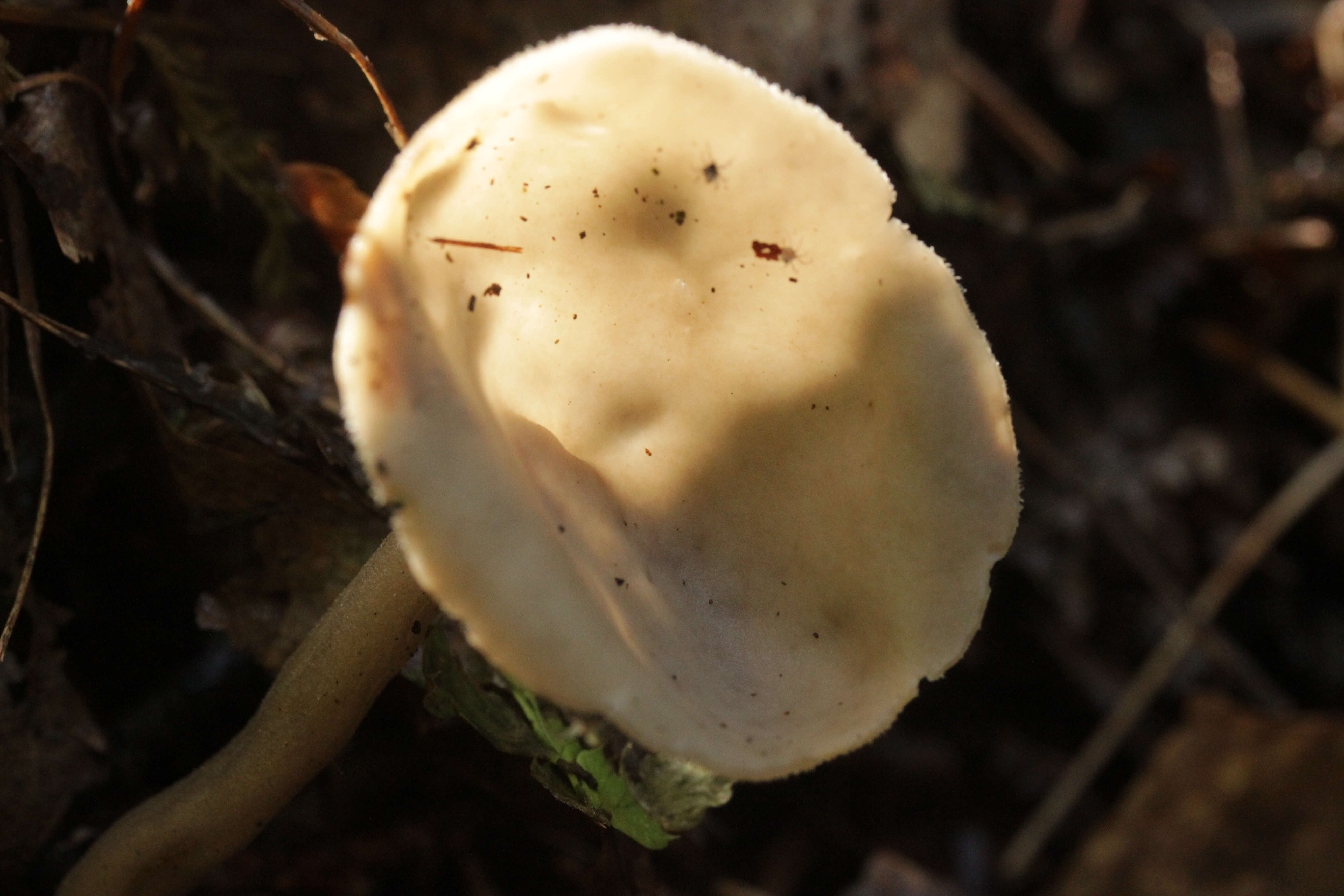 Imagem de Helvella macropus (Pers.) P. Karst. 1871