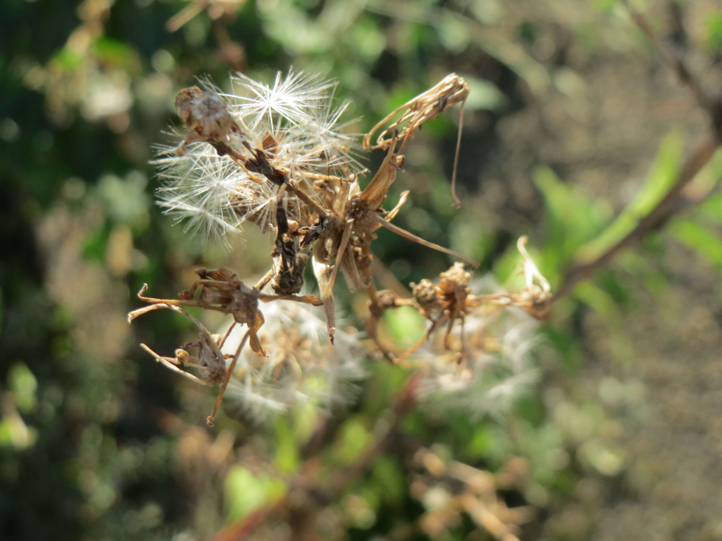 Image of prickly lettuce