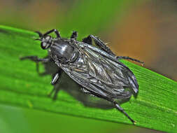 Image of Empis ciliata Fabricius 1787