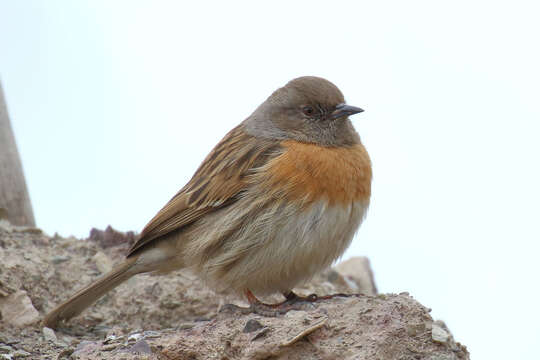 Imagem de Prunella rubeculoides (Moore & F 1854)