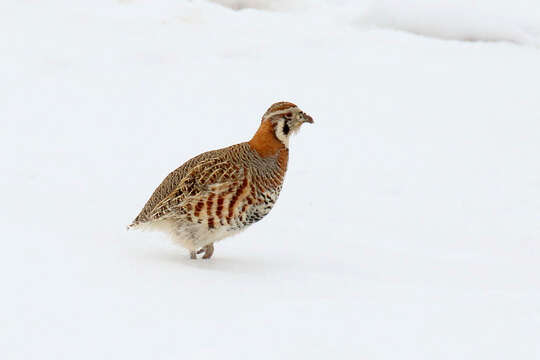 Image of Tibetan Partridge