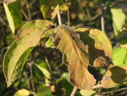 Image of dwarf honeysuckle