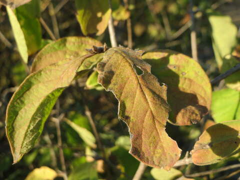 Image of dwarf honeysuckle