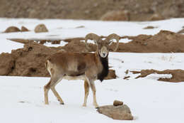 Image of Ladakh Urial