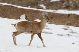 Image of Ladakh Urial