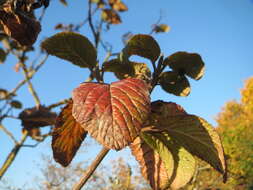 Image of Wayfaring-tree