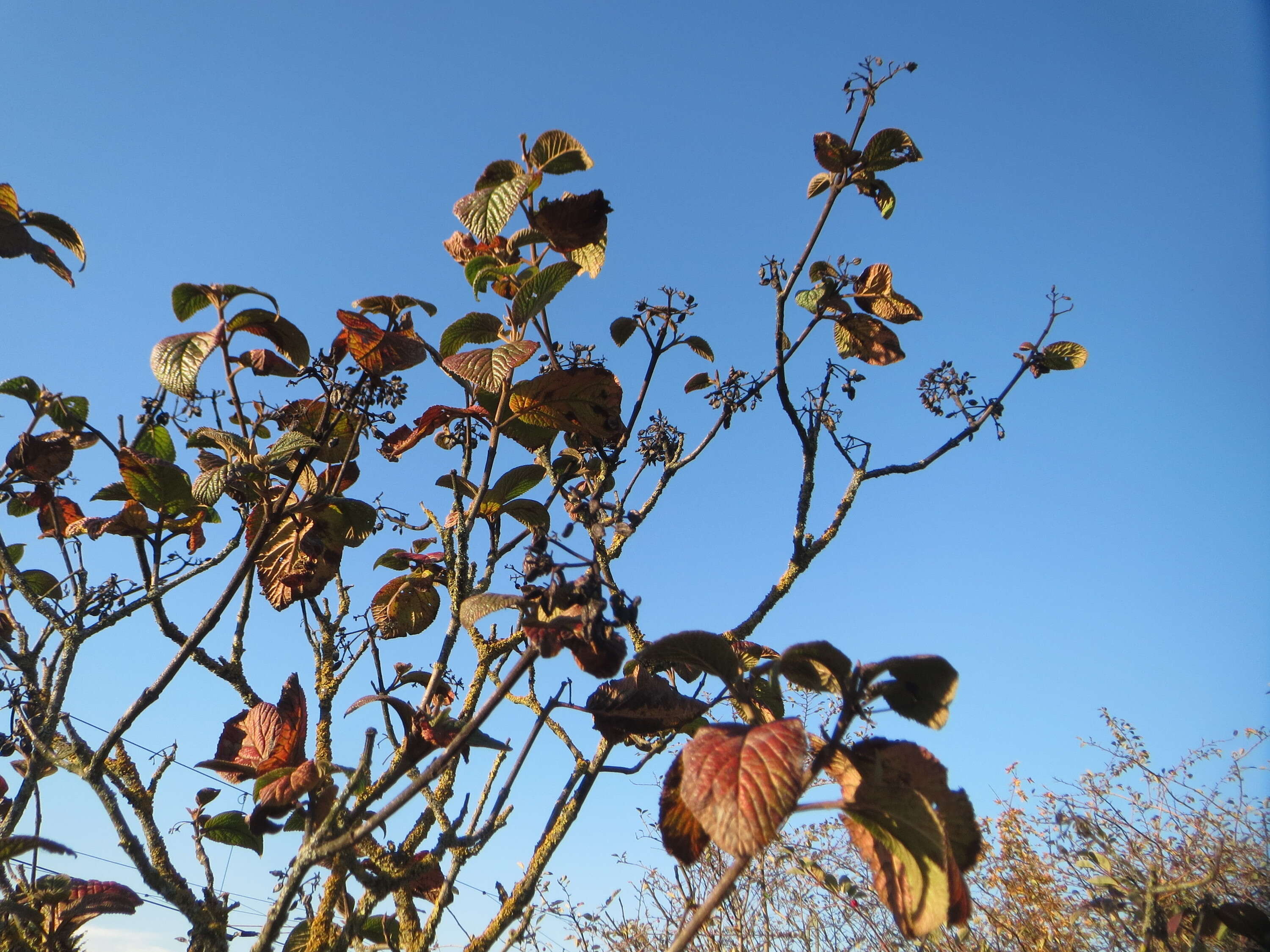 Image of Wayfaring-tree