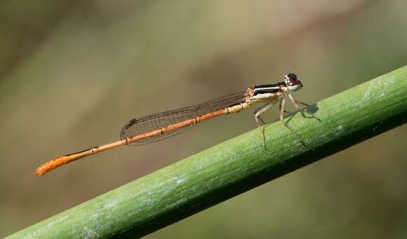 Sivun Agriocnemis falcifera Pinhey 1959 kuva