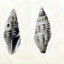 Image of Otitoma kwandangensis (Schepman 1913)