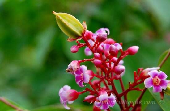 Plancia ëd Averrhoa carambola L.