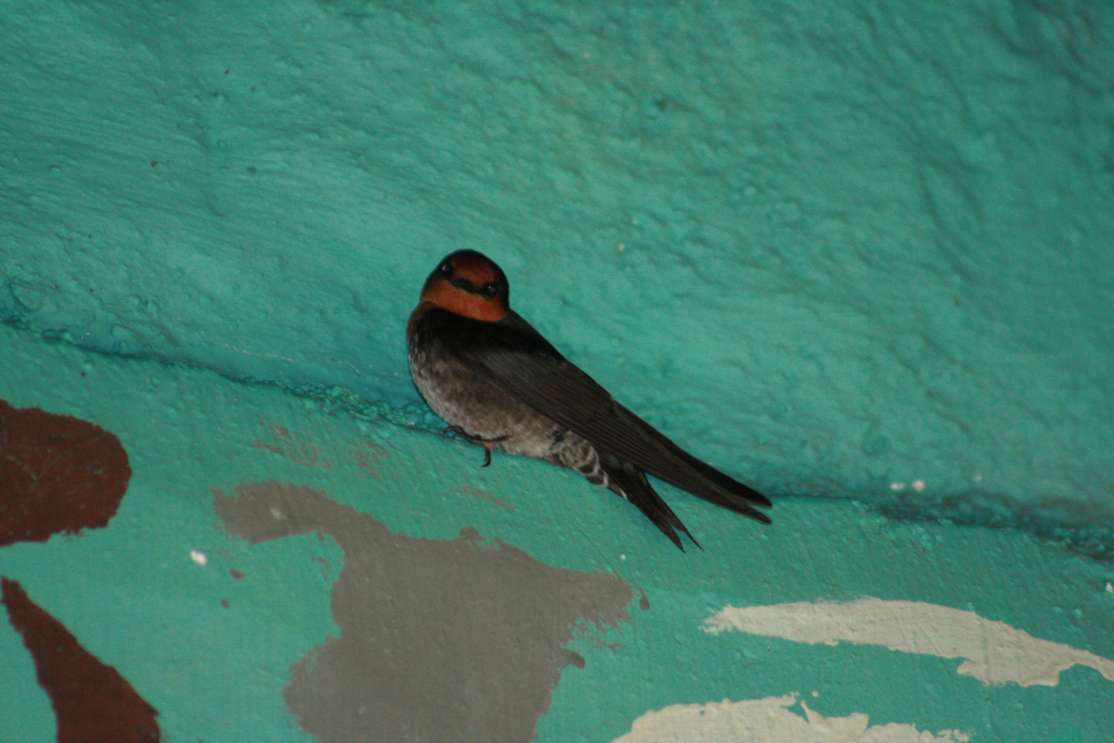 Image of Hill Swallow
